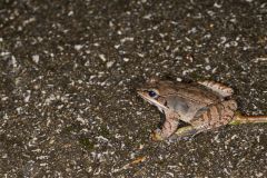 Wood Frog, Lithobates sylvaticus