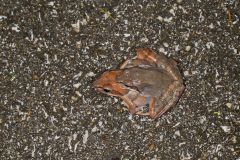 Wood Frog, Lithobates sylvaticus