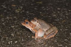 Wood Frog, Lithobates sylvaticus