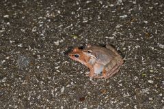 Wood Frog, Lithobates sylvaticus