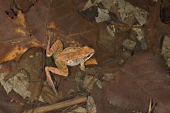 Wood Frog, Lithobates sylvaticus