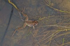 Wood Frog, Lithobates sylvaticus