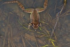 Wood Frog, Lithobates sylvaticus