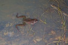 Wood Frog, Lithobates sylvaticus