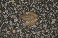 Wood Frog, Lithobates sylvaticus