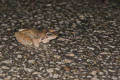 Wood Frog, Lithobates sylvaticus