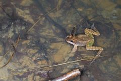 Wood Frog, Lithobates sylvaticus