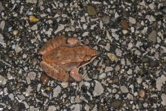 Wood Frog, Lithobates sylvaticus