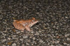 Wood Frog, Lithobates sylvaticus