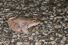 Wood Frog, Lithobates sylvaticus