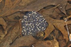 Wood Frog, Lithobates sylvaticus