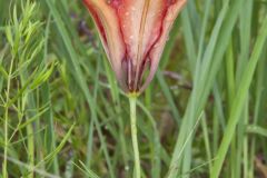 Wood Lily, Lilium philadelphicum