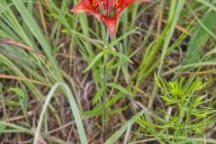 Wood Lily, Lilium philadelphicum