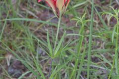 Wood Lily, Lilium philadelphicum