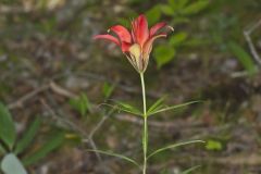 Wood Lily, Lilium philadelphicum