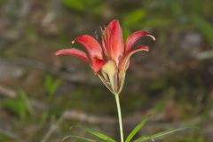 Wood Lily, Lilium philadelphicum
