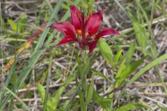 Wood Lily, Lilium philadelphicum