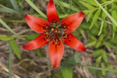 Wood Lily, Lilium philadelphicum