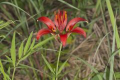 Wood Lily, Lilium philadelphicum