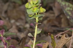 Wood Spurge, Euphorbia commutata