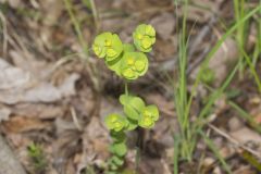 Wood Spurge, Euphorbia commutata