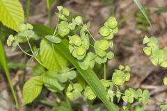 Wood Spurge, Euphorbia commutata