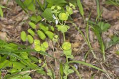 Wood Spurge, Euphorbia commutata