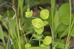 Wood Spurge, Euphorbia commutata