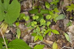 Wood Spurge, Euphorbia commutata