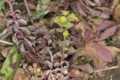 Wood Spurge, Euphorbia commutata