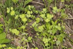 Wood Spurge, Euphorbia commutata