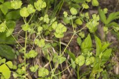 Wood Spurge, Euphorbia commutata