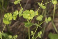 Wood Spurge, Euphorbia commutata