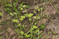 Wood Spurge, Euphorbia commutata