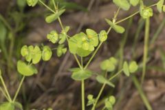 Wood Spurge, Euphorbia commutata