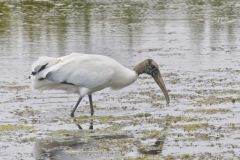 Wood Stork, Mycteria americana