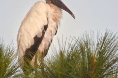 Wood Stork, Mycteria americana