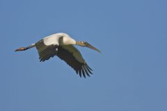 Wood Stork, Mycteria americana