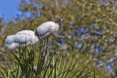 Wood Stork, Mycteria americana