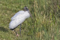 Wood Stork, Mycteria americana