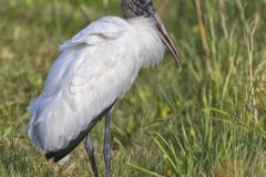 Wood Stork, Mycteria americana