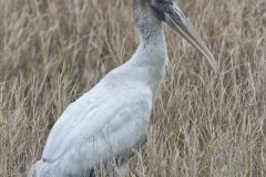 Wood Stork, Mycteria americana