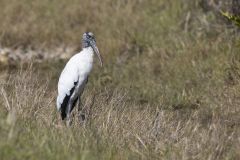 Wood Stork, Mycteria americana