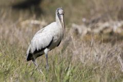 Wood Stork, Mycteria americana