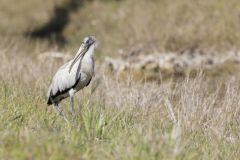 Wood Stork, Mycteria americana