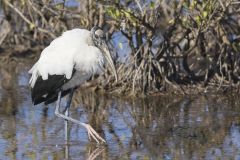 Wood Stork, Mycteria americana