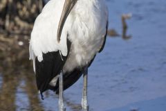 Wood Stork, Mycteria americana