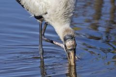 Wood Stork, Mycteria americana