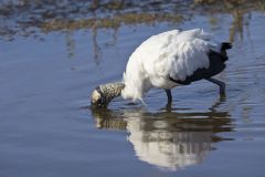 Wood Stork, Mycteria americana