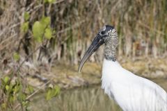 Wood Stork, Mycteria americana